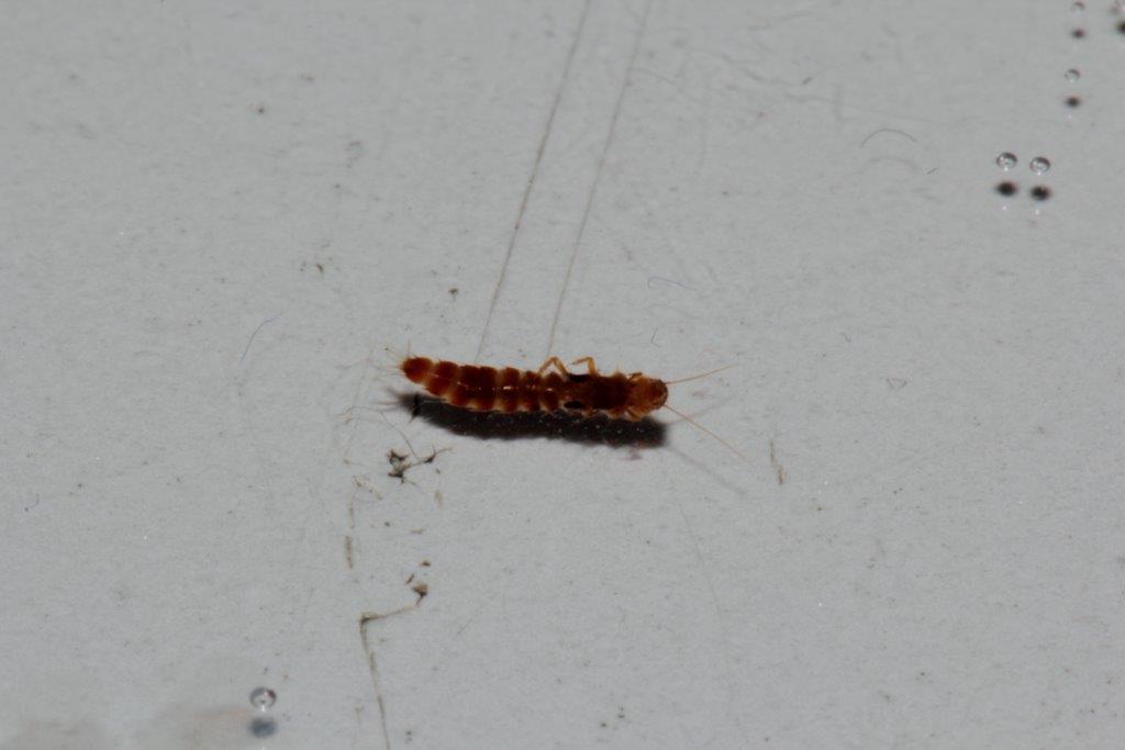 Foto di laboratorio da confermare: larva di Scirtidae